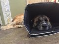 Alex_meetMrMoose (6)